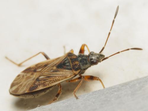 Pachybrachius fracticollis