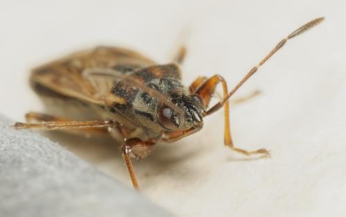 Pachybrachius fracticollis