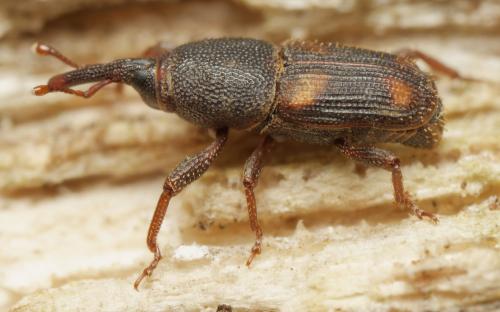 Réf. 344 962 : Sitophilus sp.