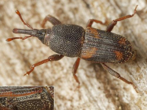 Réf. 344 963 : Sitophilus sp.