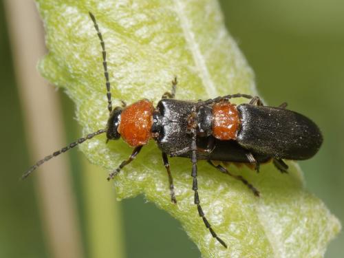 Silis ruficollis
