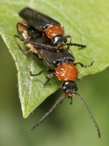 Réf. 344 563 : Silis ruficollis