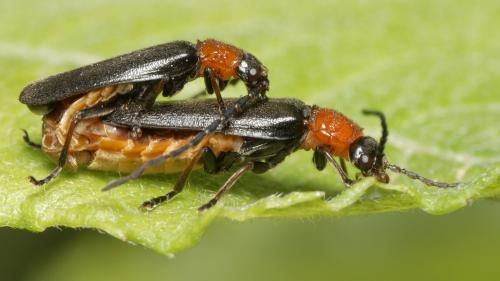 Silis ruficollis