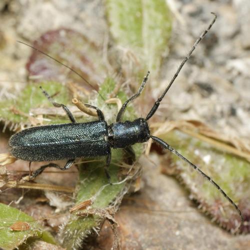 Réf. 344 891 : Agapanthia intermedia