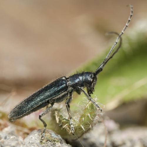 Réf. 344 890 : Agapanthia intermedia