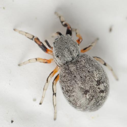 Réf. 344 697 : Ballus rufipes