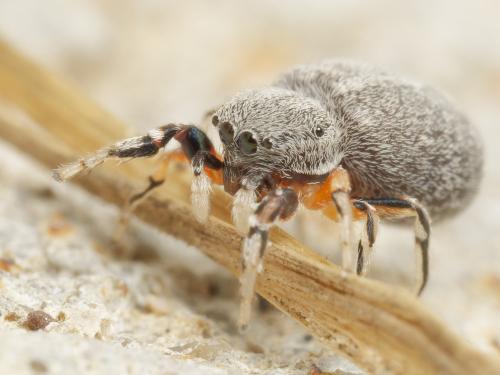 Réf. 344 698 : Ballus rufipes