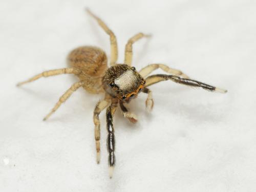 Réf. 344 981 : Euophrys frontalis