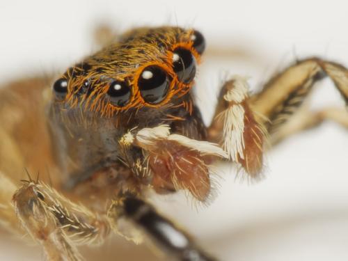 Réf. 344 982 : Euophrys frontalis