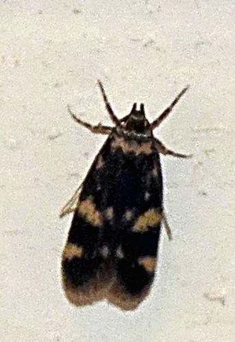Oegoconia sp.