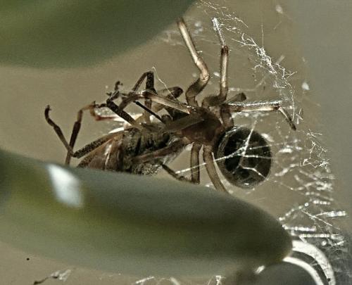 Réf. 344 155 : Steatoda nobilis