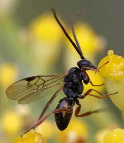 Réf. 344 399 : Microplitis sp.