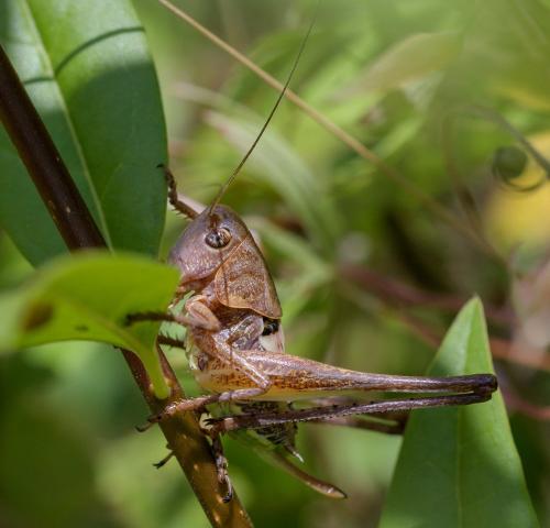 Réf. 344 651 : Decticus albifrons