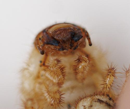 Amphimallon solstitiale