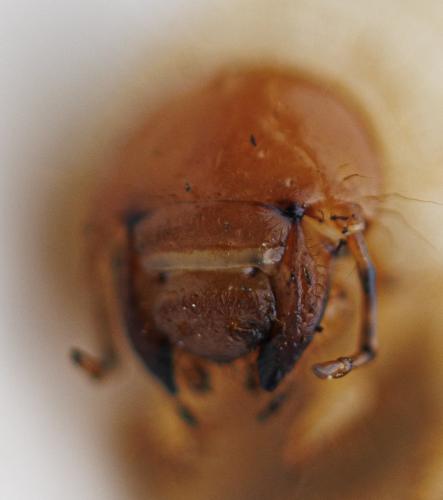 Amphimallon solstitiale