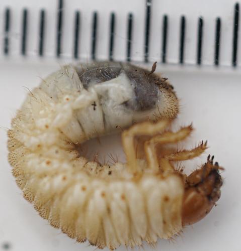 Amphimallon solstitiale