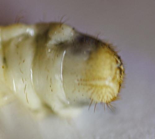 Amphimallon solstitiale