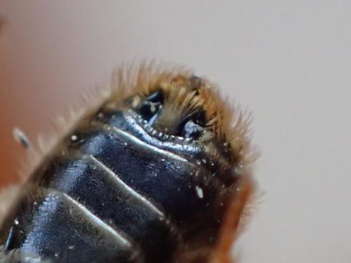Rhophitoides canus