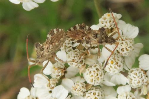 Réf. 344 679 : Centrocoris spiniger