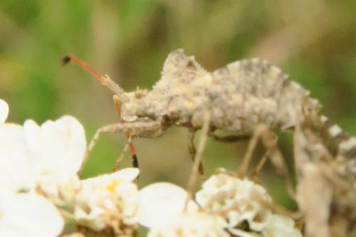 Réf. 344 680 : Centrocoris spiniger