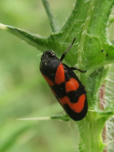 Cercopis vulnerata