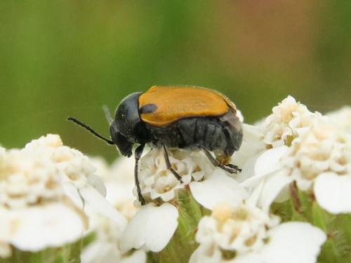 Réf. 344 773 : Cryptocephalus rugicollis
