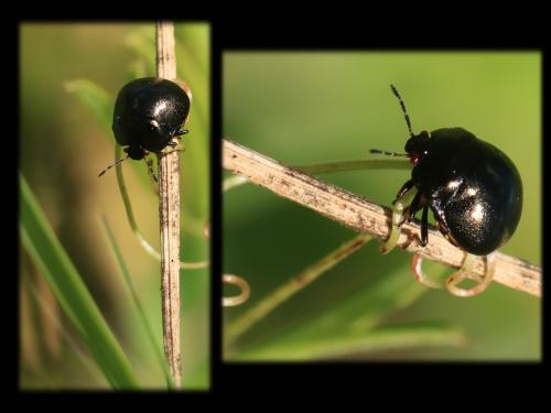Coptosoma scutellatum