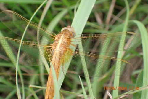 Réf. 344 850 : Crocothemis erythraea
