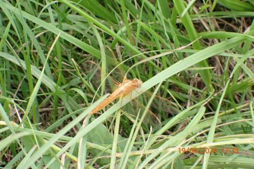 Crocothemis erythraea