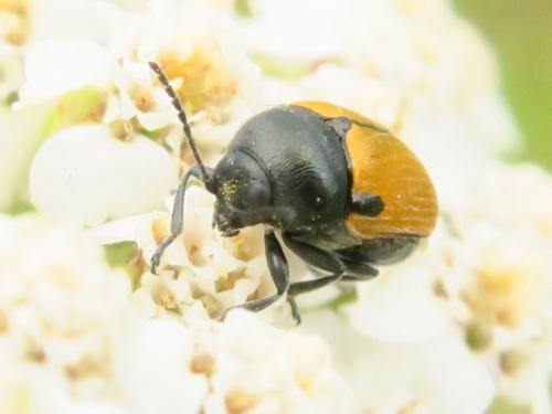 Réf. 344 808 : Cryptocephalus rugicollis