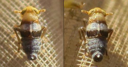 Réf. 344 330 : Conomelus sp.