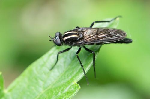 Réf. 344 855 : Thereva albovittata
