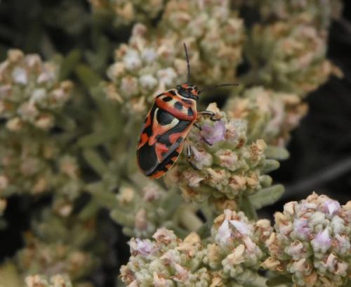 Réf. 344 857 : Eurydema ornata