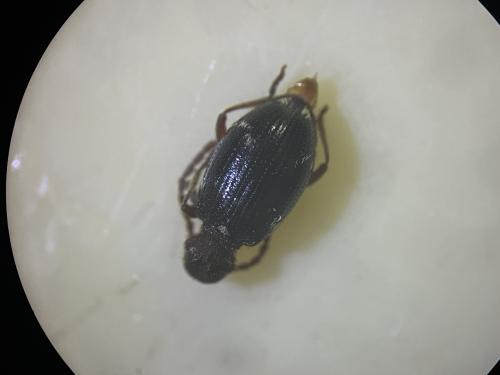 Réf. 344 339 : Ptinus sp.
