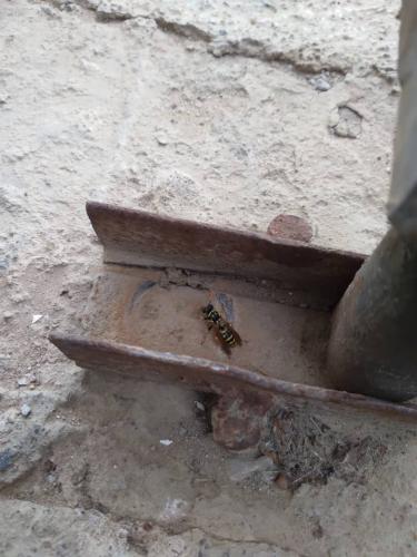 Polistes sp.