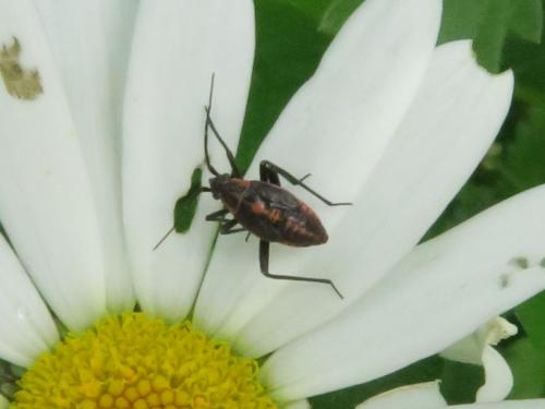 Réf. 344 186 : Calocoris nemoralis