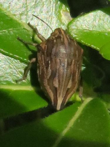 Réf. 344 183 : Odontotarsus robustus
