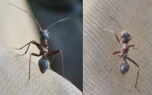 Myrmecoris gracilis