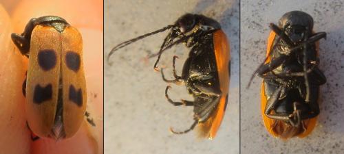 Réf. 344 059 : Euzonitis quadrimaculata
