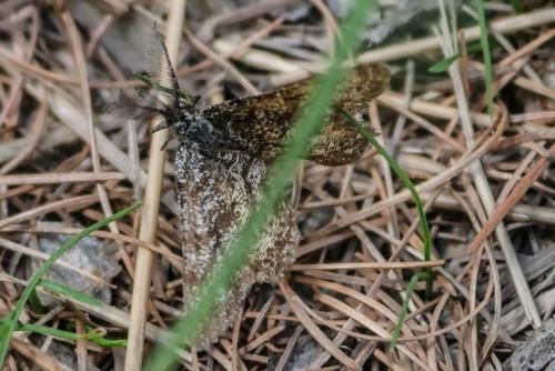 Ematurga atomaria