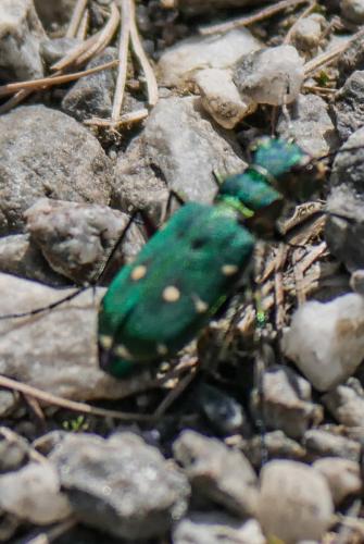 Cicindela campestris
