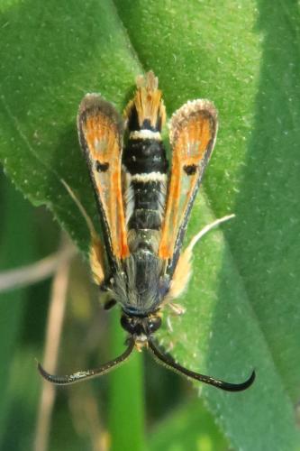 Réf. 344 881 : Pyropteron chrysidiformis
