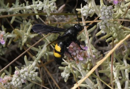 Réf. 344 854 : Scolia hirta hirta