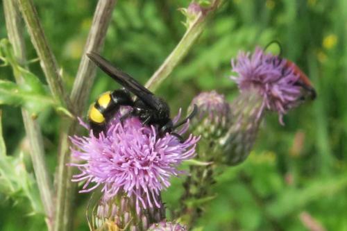 Réf. 344 525 : Scolia hirta hirta