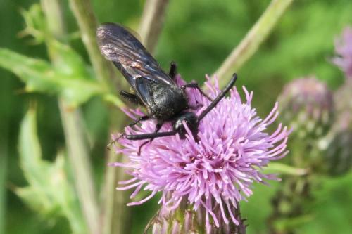 Réf. 344 526 : Scolia hirta hirta