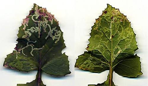 Phytomyza sp.