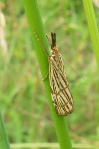 Chrysocrambus craterella