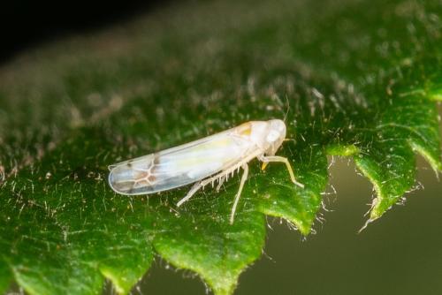 Ribautiana sp.