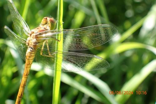 Sympetrum striolatum
