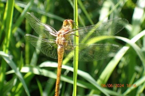 Sympetrum striolatum